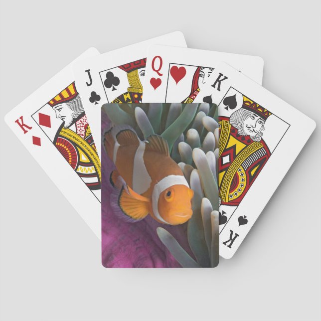 Jeu De Cartes Poisson clown occidental (dos)