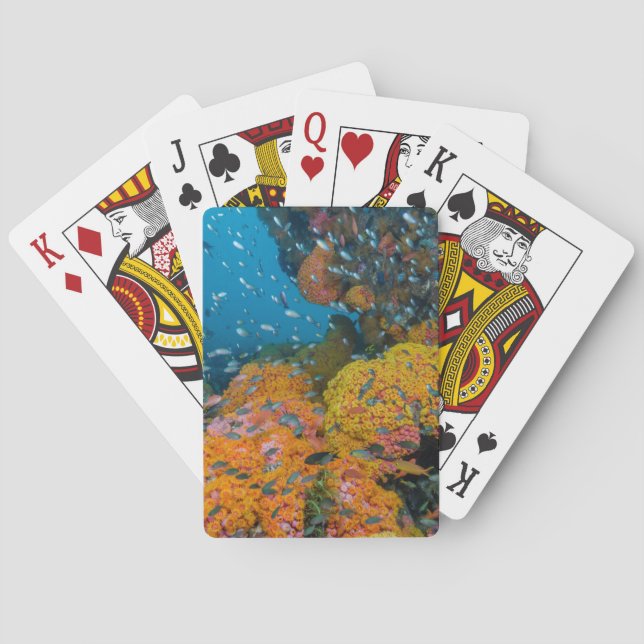 Jeu De Cartes Poisson parmi récif corallien (dos)