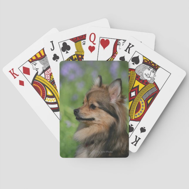 Jeu De Cartes Pomeranian Headshot Sitting (dos)