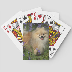 Jeu De Cartes Pomeranian regardant l'appareil photo dans les jac