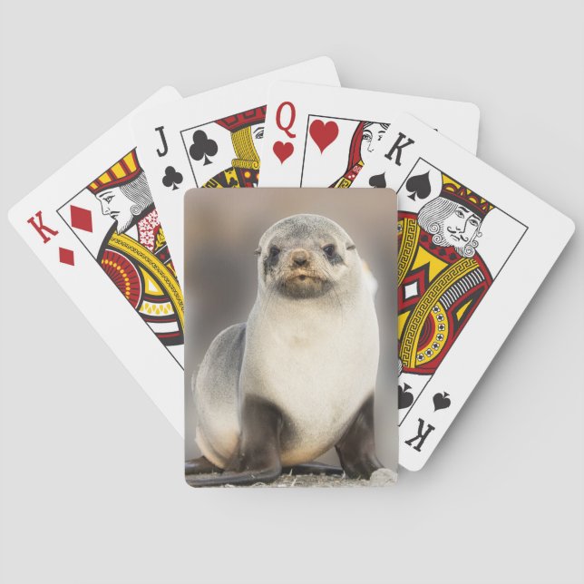 Jeu De Cartes Portrait de bébé phoque sur la plage (dos)