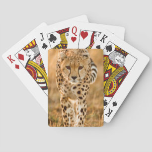 Jeu De Cartes Portrait de Cheetah