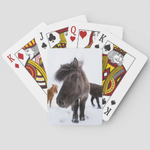 Jeu De Cartes Portrait de cheval islandais, Islande