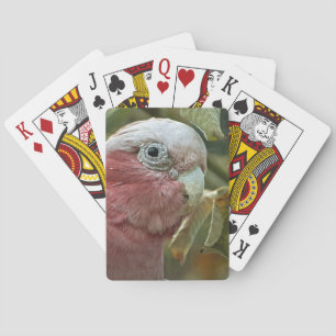 Jeu De Cartes Portrait de Galah Cockatoo Rose Oiseau Australien