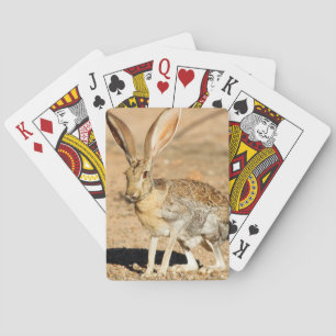 Jeu De Cartes Portrait de lièvre antélope, Arizona
