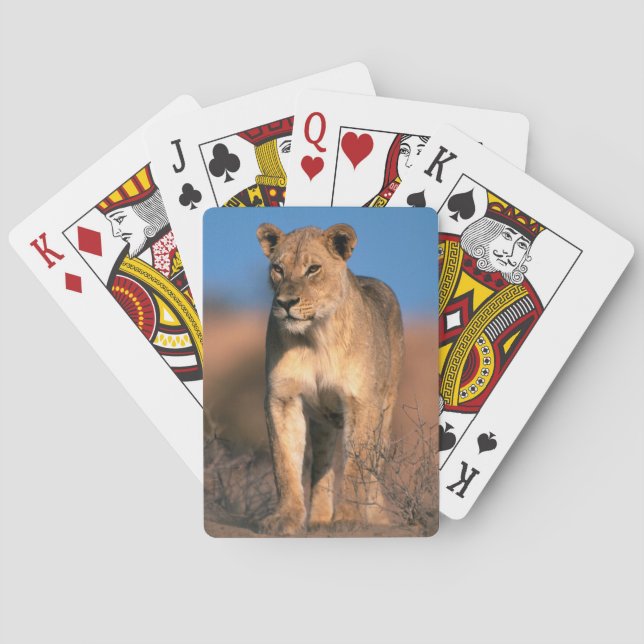 Jeu De Cartes Portrait De Lionne (Panthera Leo) (dos)