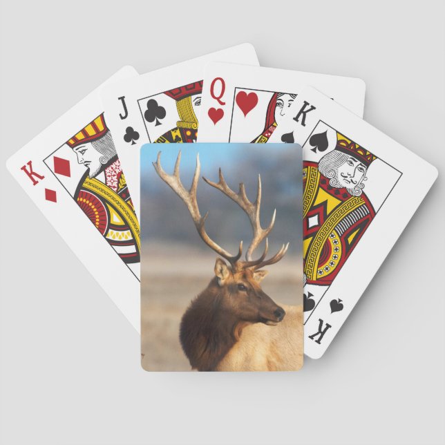 Jeu De Cartes Portrait d'un élan mâle superbe (dos)