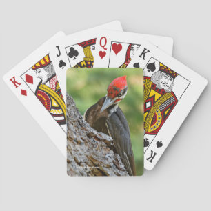Jeu De Cartes Portrait époustouflant de Pic à tête rouge sur un 