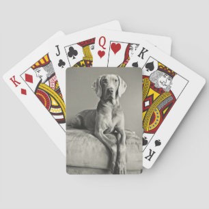 Jeu De Cartes Portrait Weimaraner