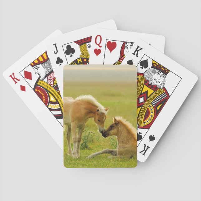 Jeu De Cartes Poulains de cheval (dos)