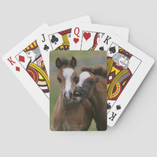 Jeu De Cartes Poulains en train de jouer
