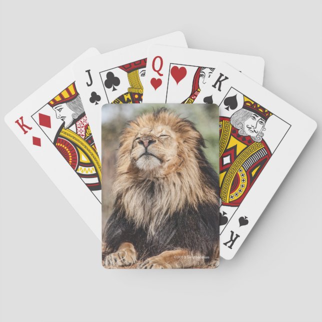Jeu De Cartes Prendre un bain de soleil masculin de lion (dos)