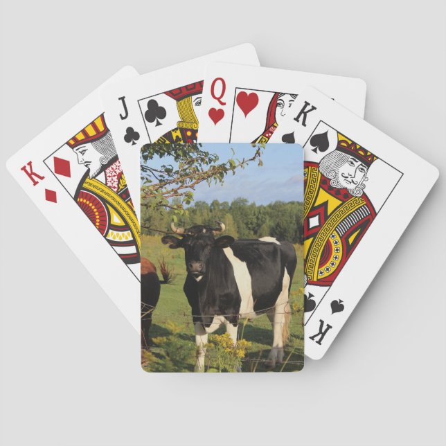 Jeu De Cartes Prenez Taureau par les klaxons (dos)