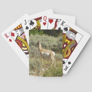 Jeu De Cartes Pronghorn au Parc national de Grand Teton