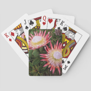 Jeu De Cartes Protéa royal (Protea Cynaroides), Helderberg