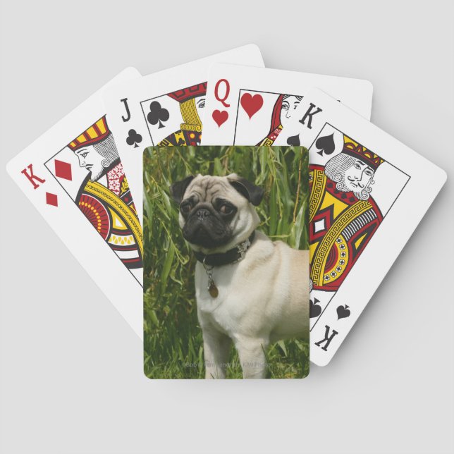 Jeu De Cartes Pug Lookign at Camera (dos)