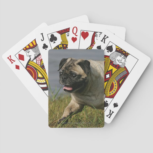 Jeu De Cartes Pug Playing Near Water (dos)