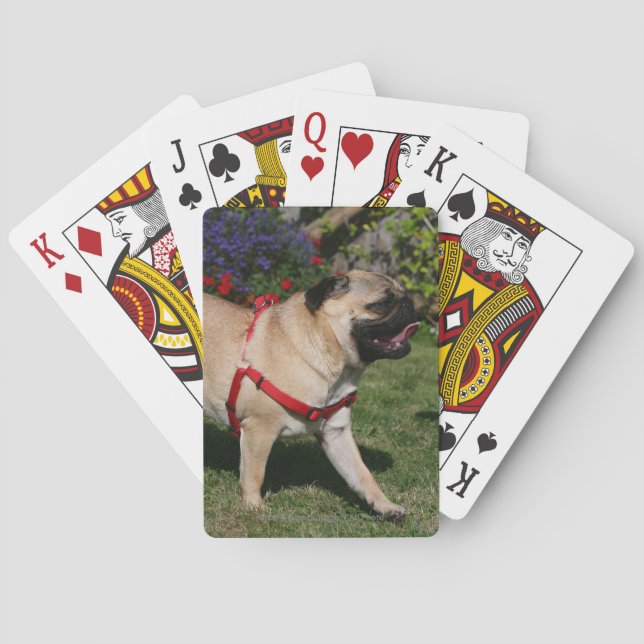 Jeu De Cartes Pug Wearing Red Harness (dos)