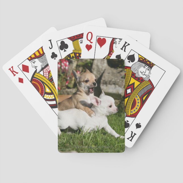 Jeu De Cartes Puppy playing (dos)