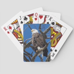 Jeu De Cartes Pygargue à tête blanche