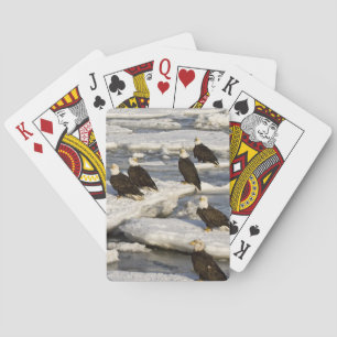 Jeu De Cartes Pygargue à tête blanche, Haliaeetus leucocephalus,