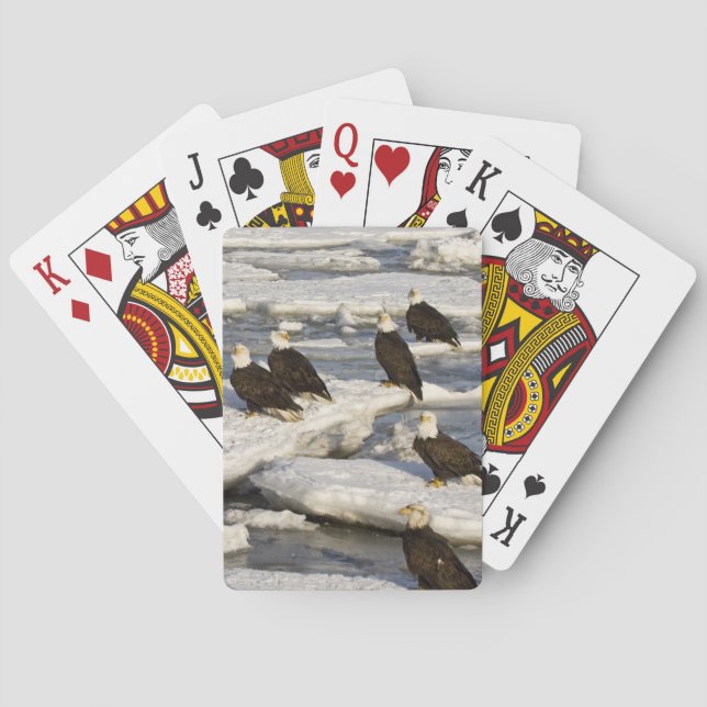 Jeu De Cartes Pygargue à tête blanche, Haliaeetus leucocephalus, (dos)