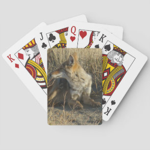 Jeu De Cartes R16 Grattage de Coyote