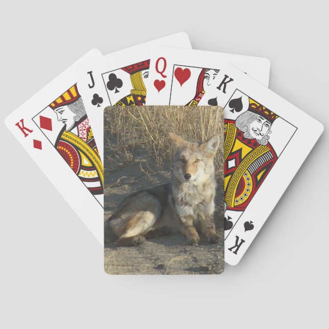 Jeu De Cartes R19 Coyote Couché (dos)