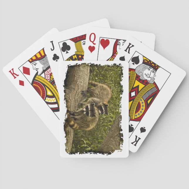 Jeu De Cartes Raccoon Famille White Edge (dos)