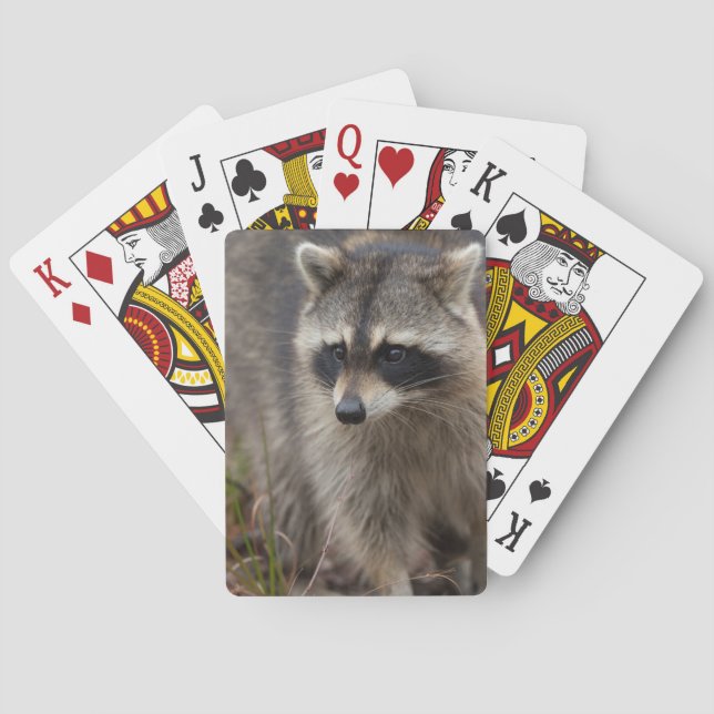 Jeu De Cartes Raccoon, Lotor Procyon, Floride (dos)