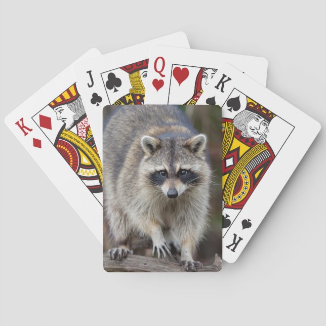 Jeu De Cartes Raccoon, Procyon lotor, Floride, USA 2 (dos)