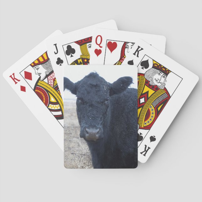 Jeu De Cartes Rain-Soaked Wet Polled Cow Face Cattle Western (dos)