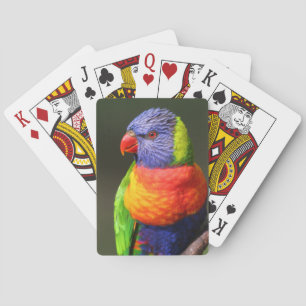 Jeu De Cartes Rainbow Lorikeet
