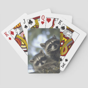 Jeu De Cartes Raton laveur (Procyon Lotor) de Fish Lake, centre