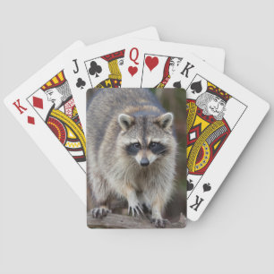 Jeu De Cartes Raton laveur, Procyon lotor, Floride, États-Unis 2
