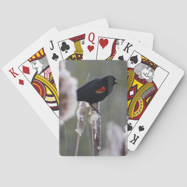 Jeu De Cartes Red-winged Blackbird  (Agelaius phoeniceus) (dos)