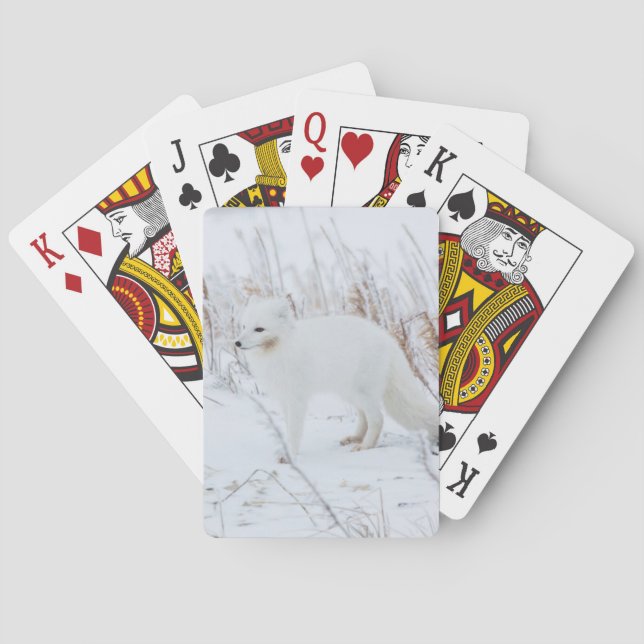 Jeu De Cartes Renard Arctique (dos)