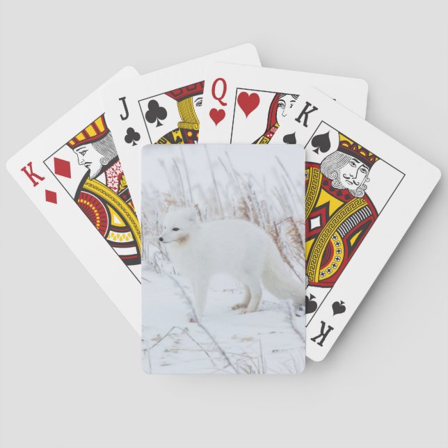 Jeu De Cartes Renard Arctique (dos)