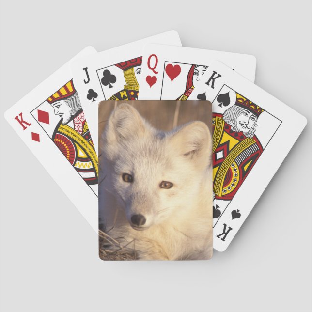Jeu De Cartes renard arctique, Alopex lagopus (dos)