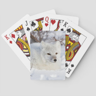 Jeu De Cartes Renard arctique en hiver