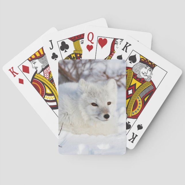 Jeu De Cartes Renard arctique en hiver (dos)