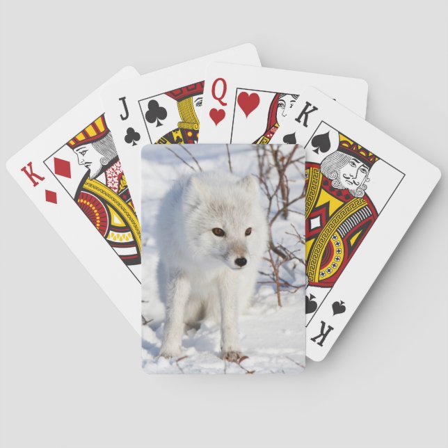 Jeu De Cartes Renard arctique, zone de gestion de la faune de Ch (dos)