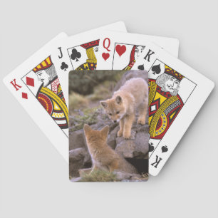 Jeu De Cartes Renard gris d'Amérique du Sud (Lycalopex griseus) 