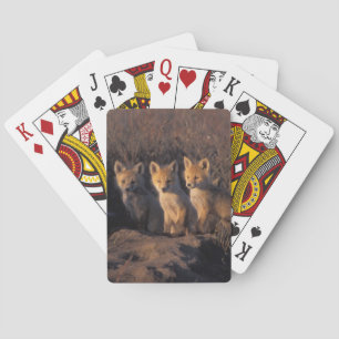 Jeu De Cartes renard roux, Vulpes vulpes, kits
