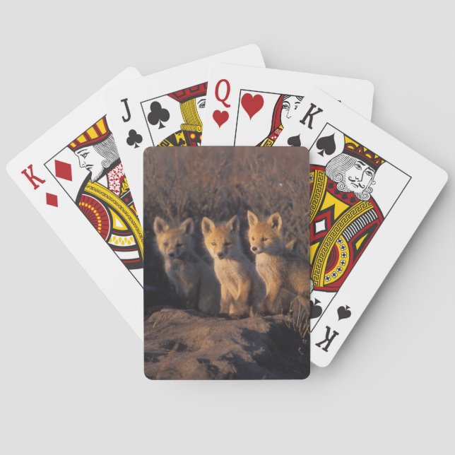 Jeu De Cartes renard roux, Vulpes vulpes, kits (dos)