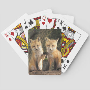 Jeu De Cartes Renardeau devant terrier (Vulpes vulpes)