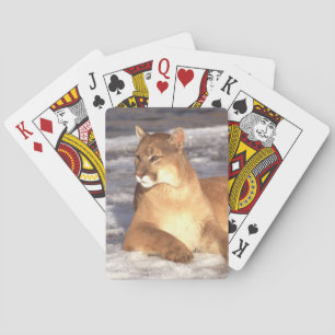 Jeu De Cartes Repos Cougar