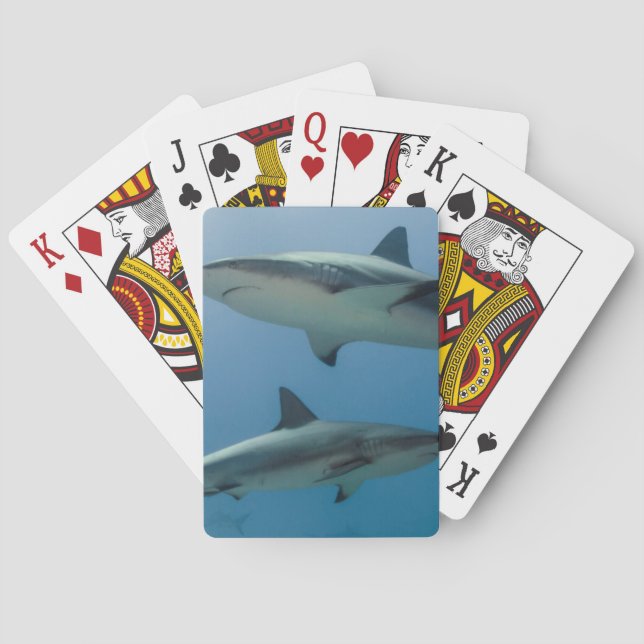 Jeu De Cartes Requin de récif des Caraïbes (dos)