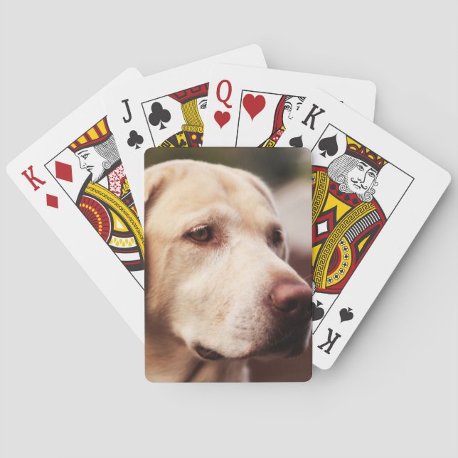 Jeu De Cartes Retriever du Labrador (dos)