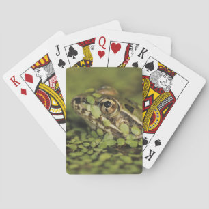 Jeu De Cartes Rio Grande Leopard Frog, Rana berlandieri,